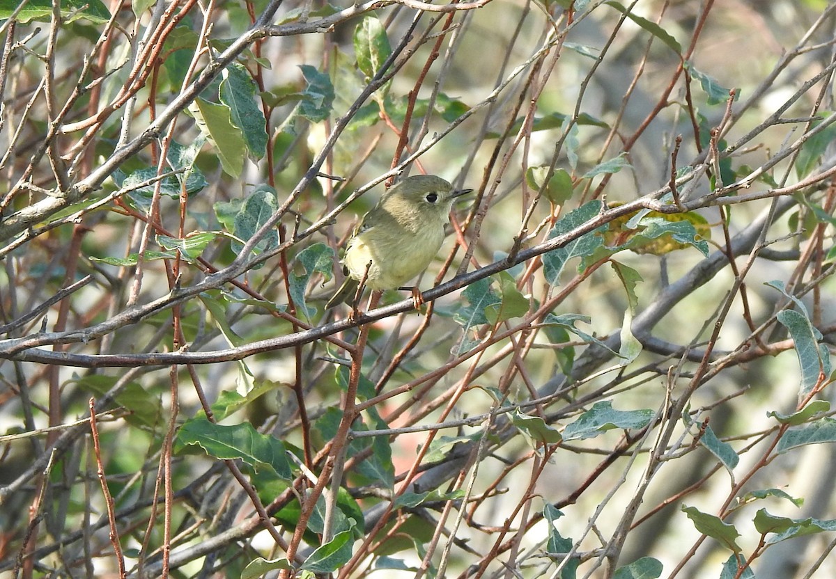 Ruby-crowned Kinglet - ML369175921