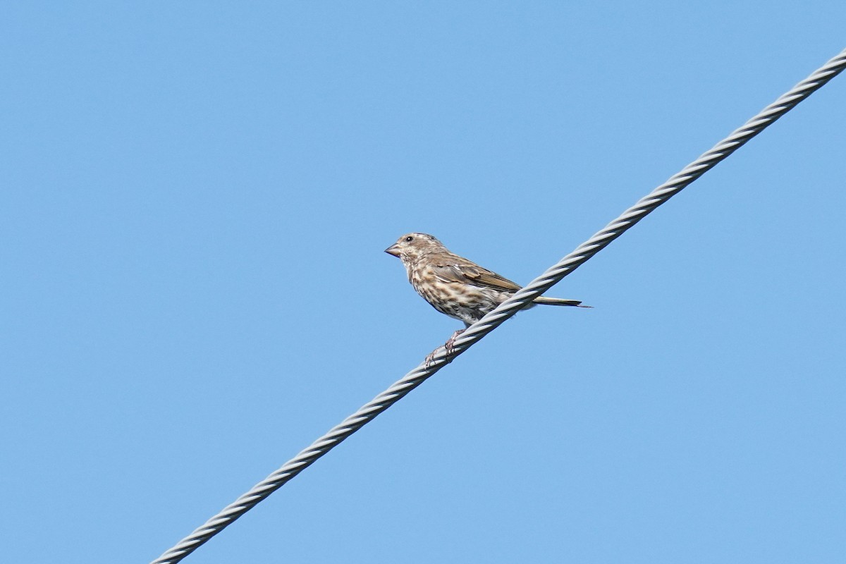 Purple Finch - ML369176031