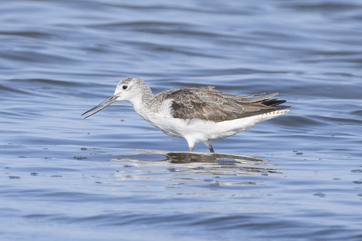 Common Greenshank - ML369176261