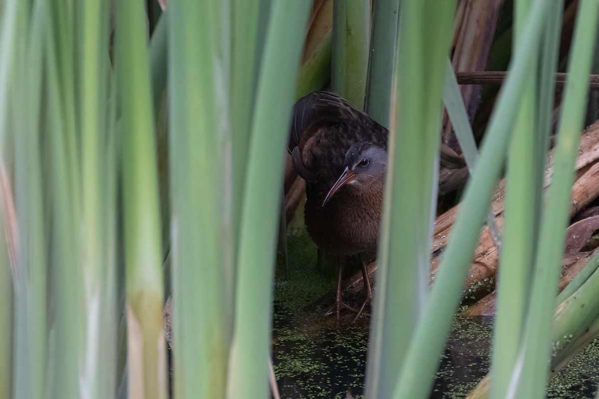 Virginia Rail - ML369177471