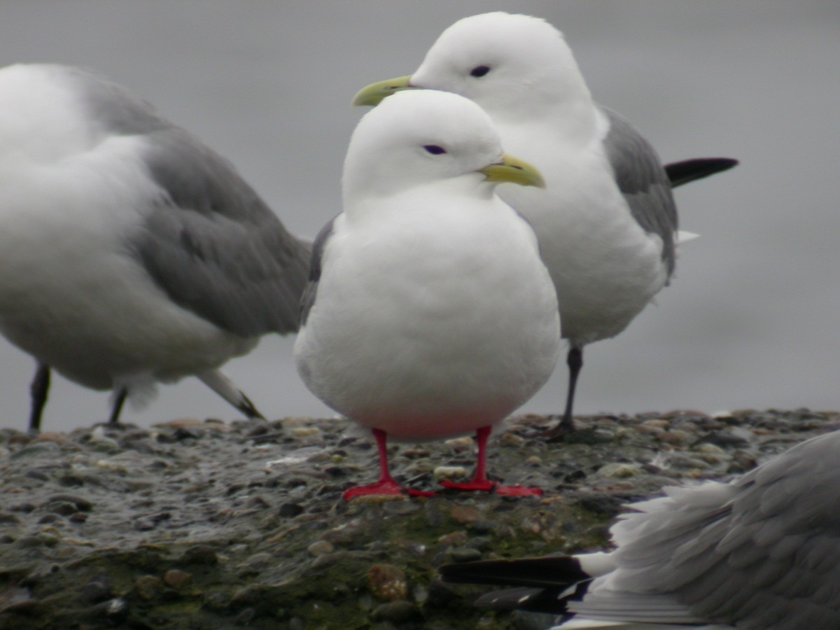 Red-legged Kittiwake - ML36917761