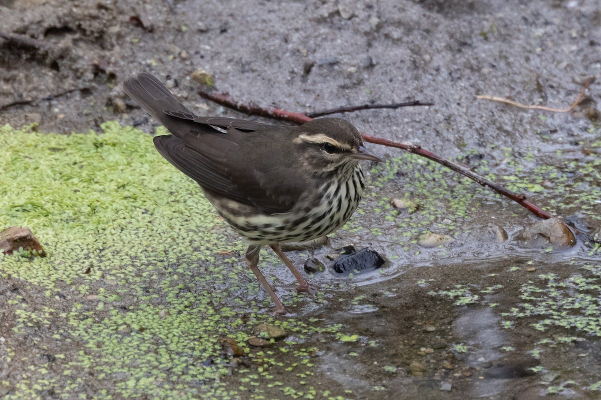 Northern Waterthrush - ML369177771