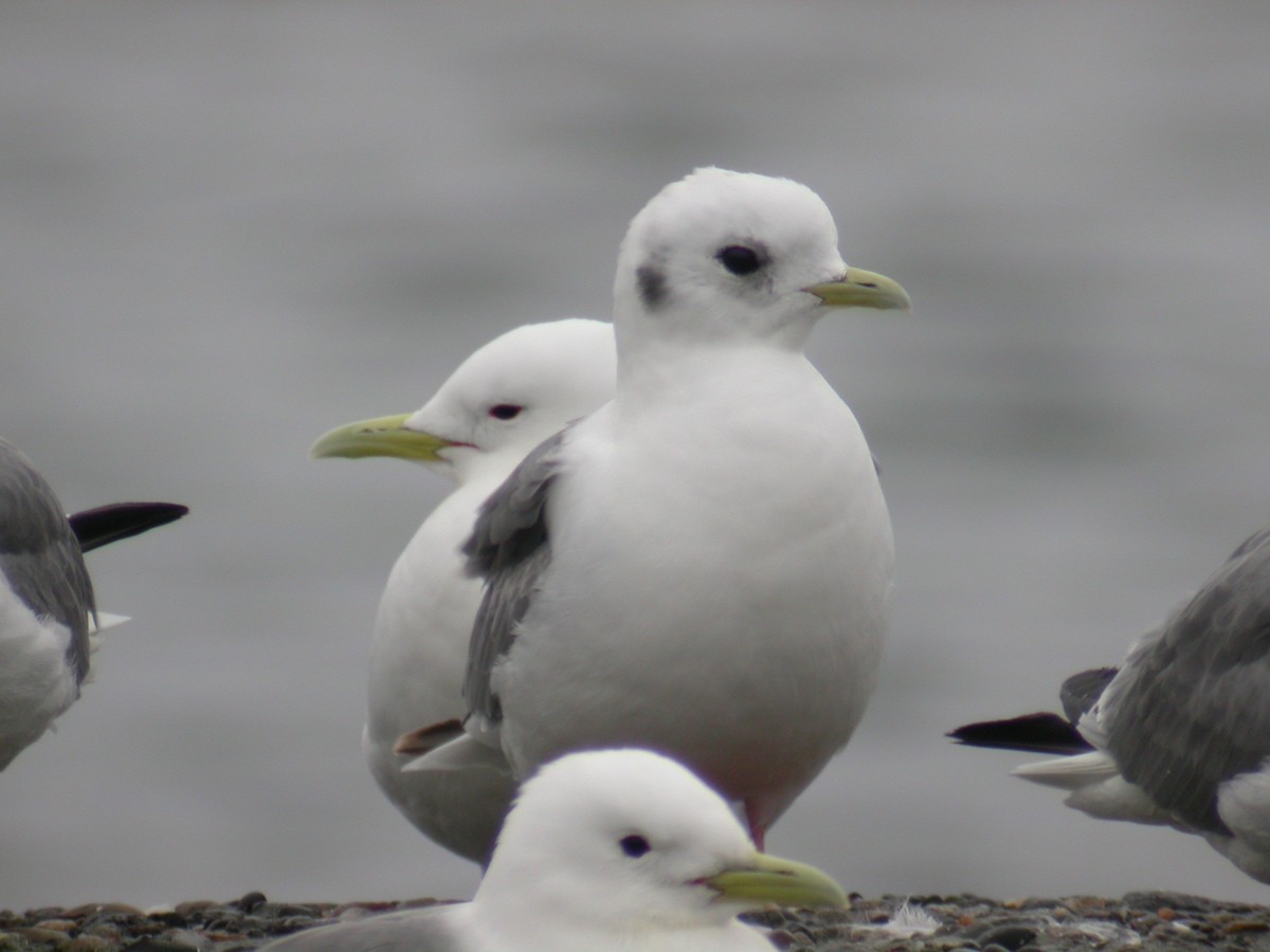 Red-legged Kittiwake - Dominique Lavoie
