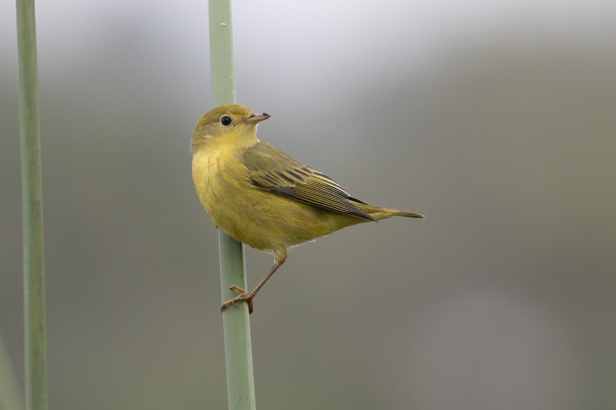 Northern Yellow Warbler - ML369177891