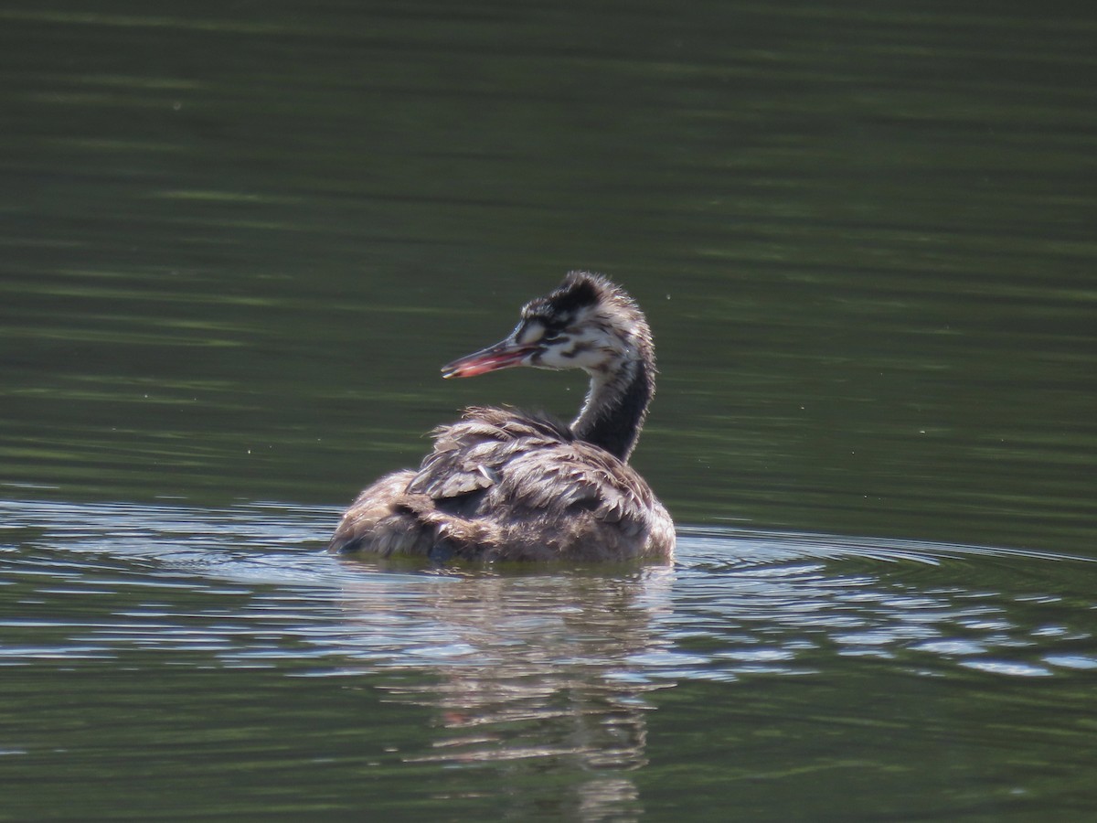 Great Crested Grebe - ML369178731