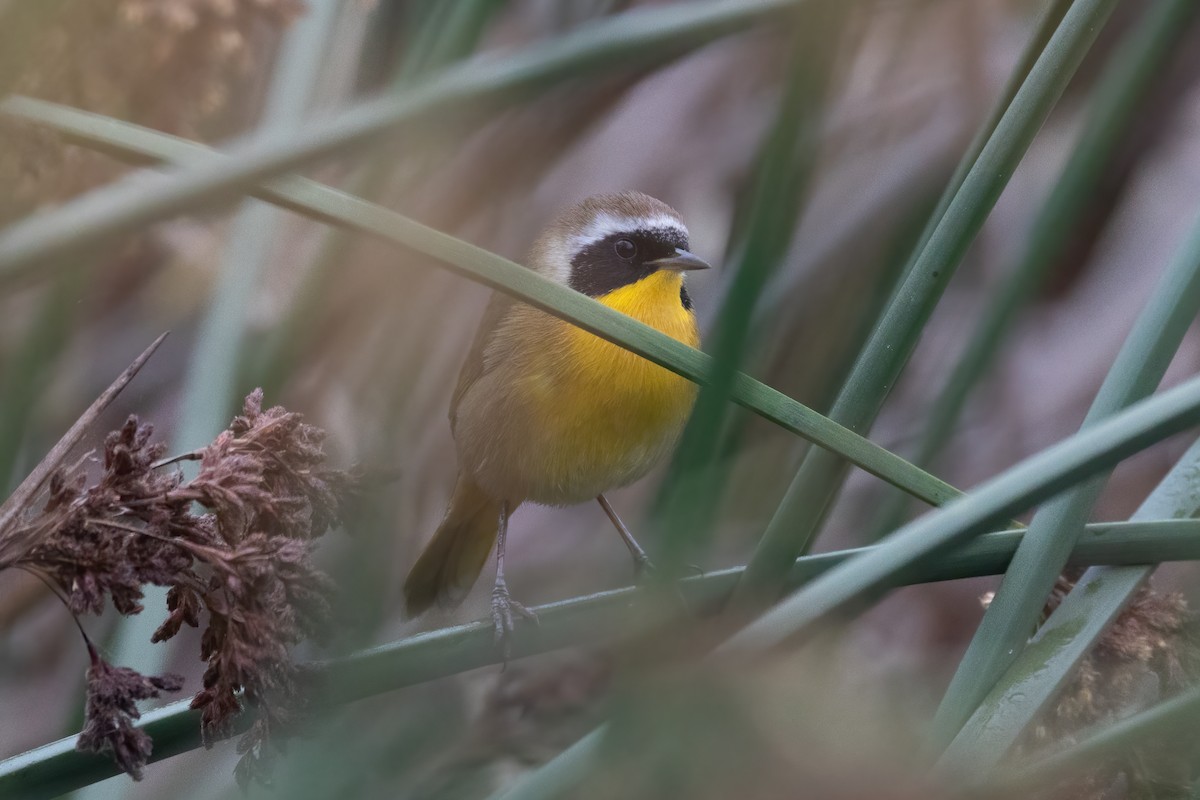 Common Yellowthroat - ML369178841