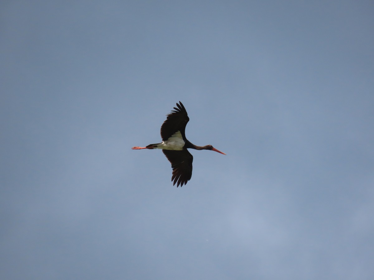 Black Stork - ML369179121