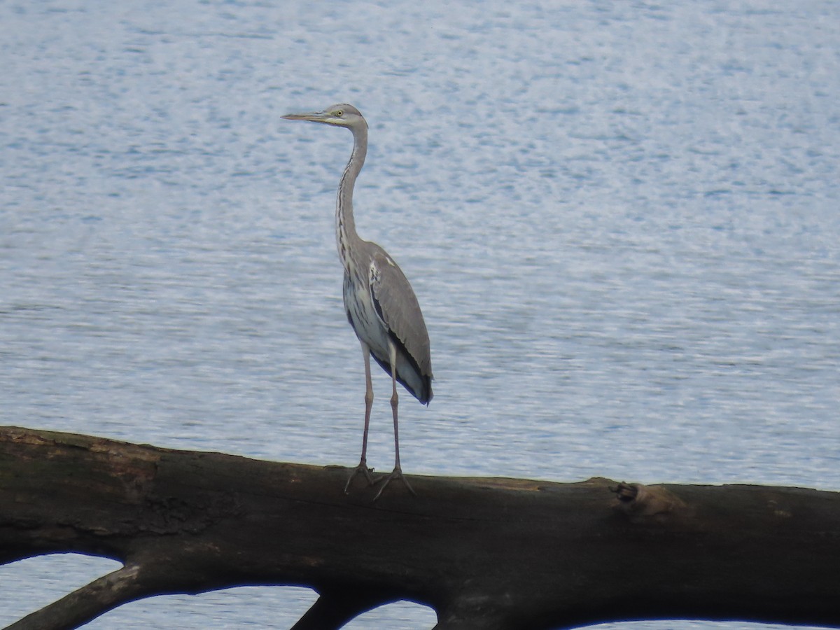 Gray Heron - ML369179151