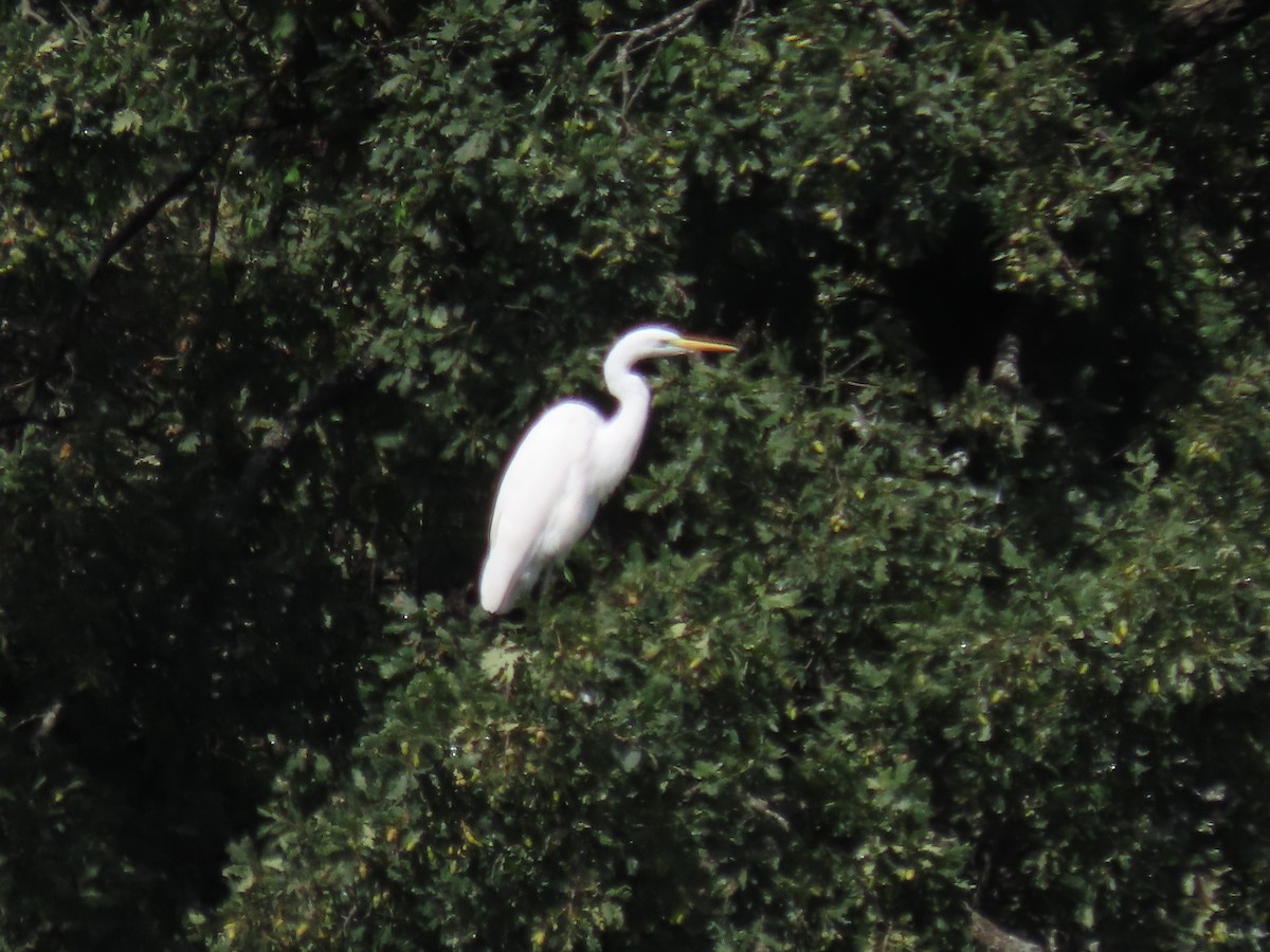 Great Egret - ML369179321