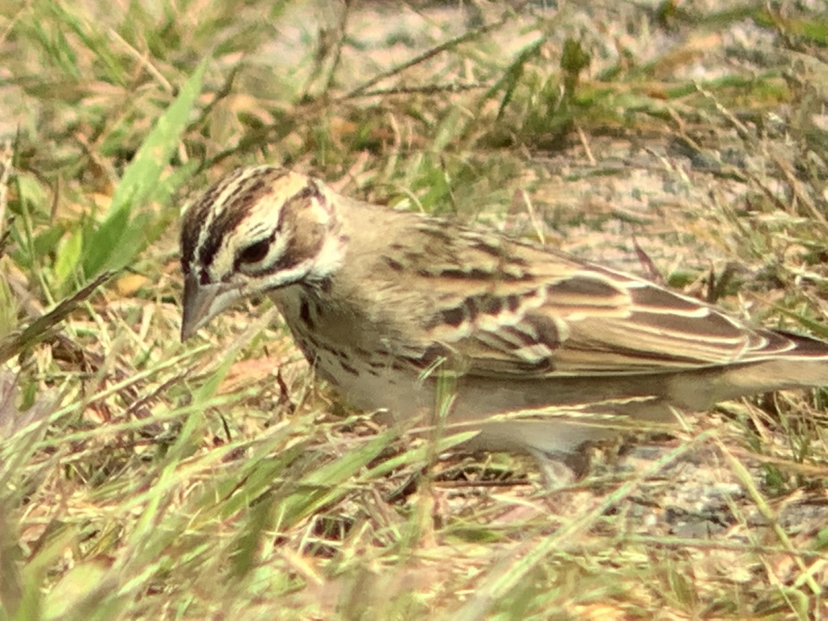 strnádka travní - ML369179361