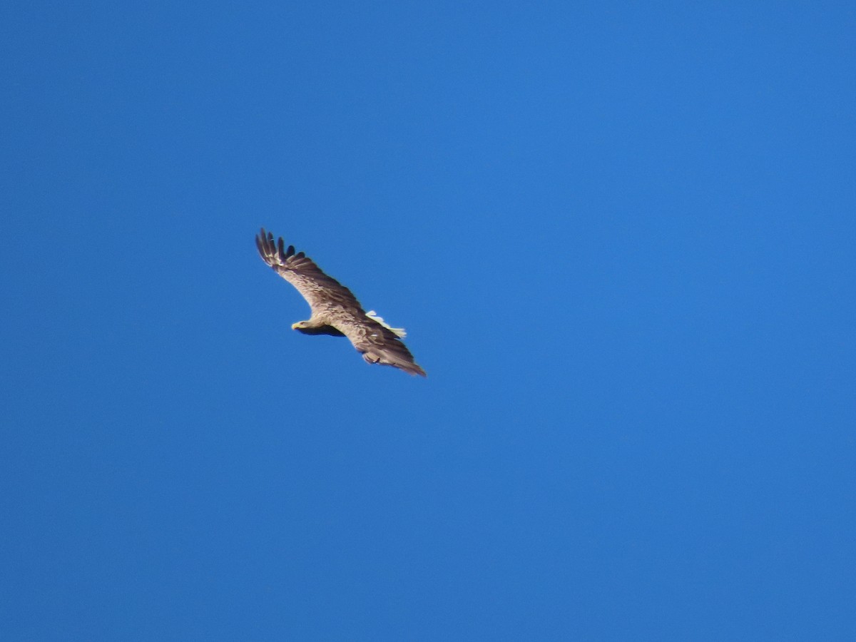 White-tailed Eagle - ML369179401