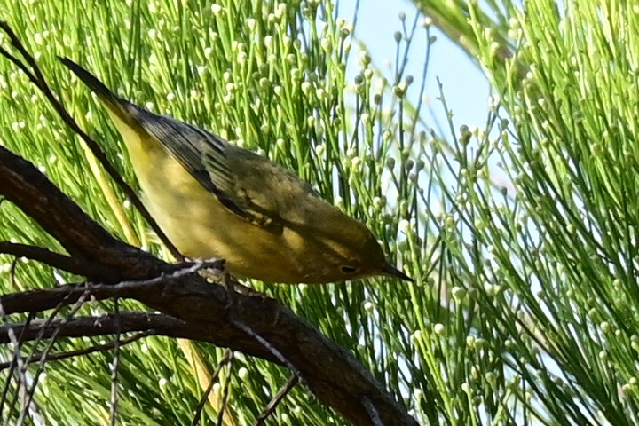 Paruline jaune - ML369182461