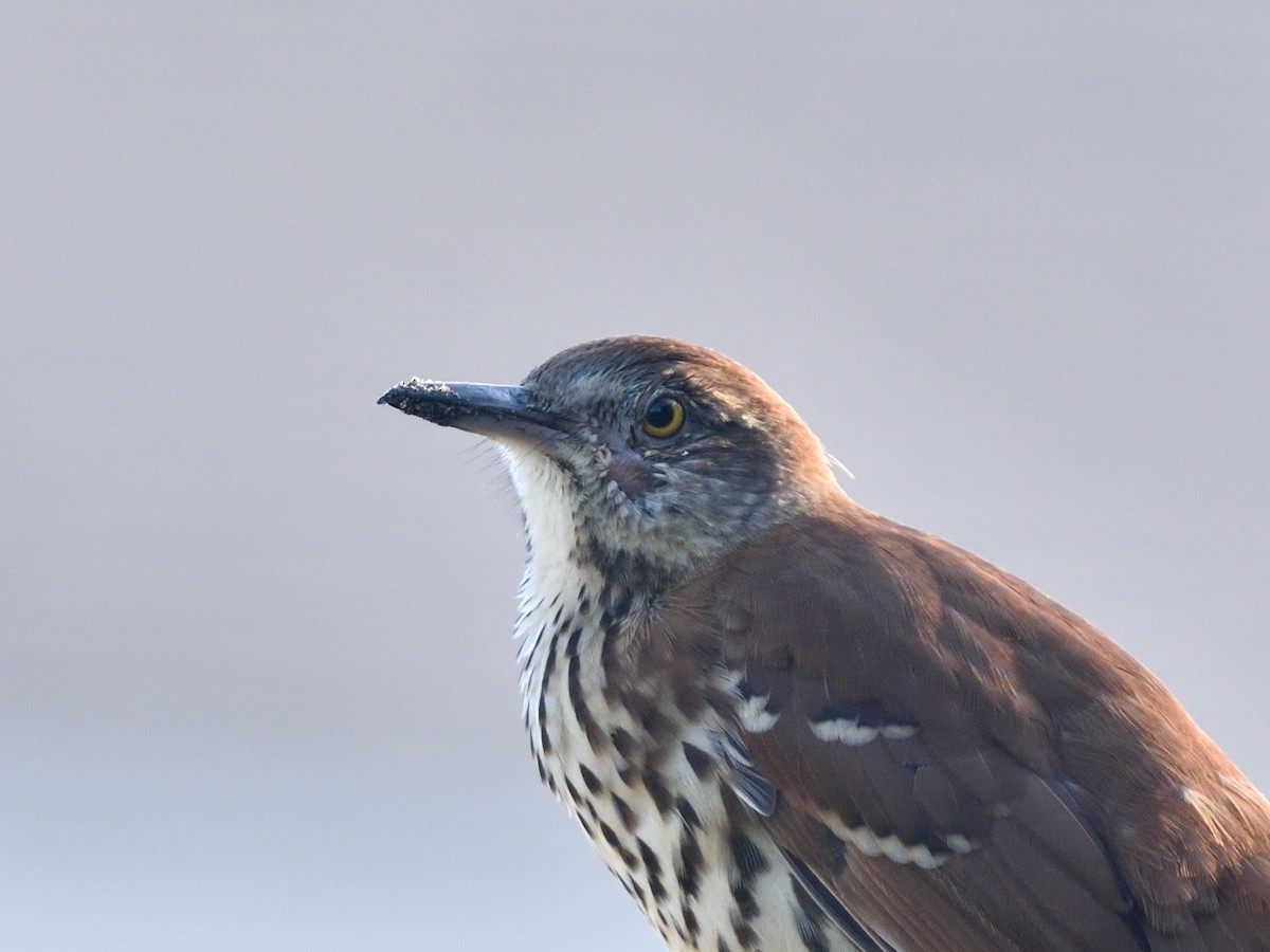 Brown Thrasher - ML369182541