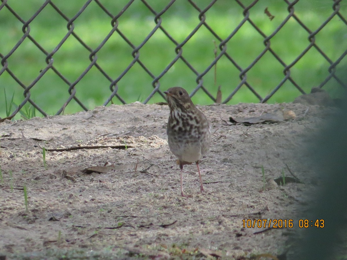 Hermit Thrush - rick shearer