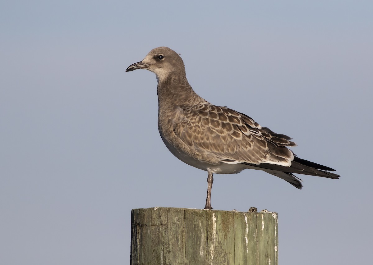 Mouette atricille - ML369182981