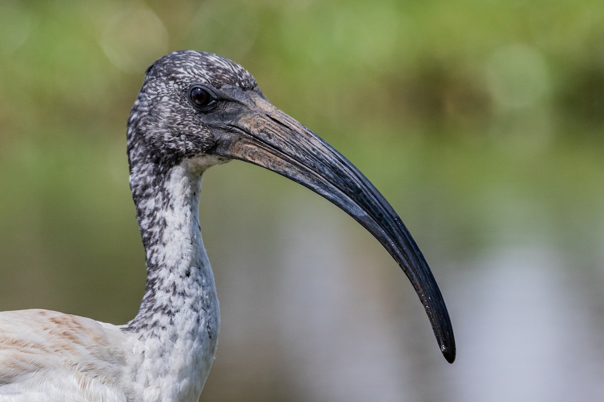 ibis posvátný - ML369184461