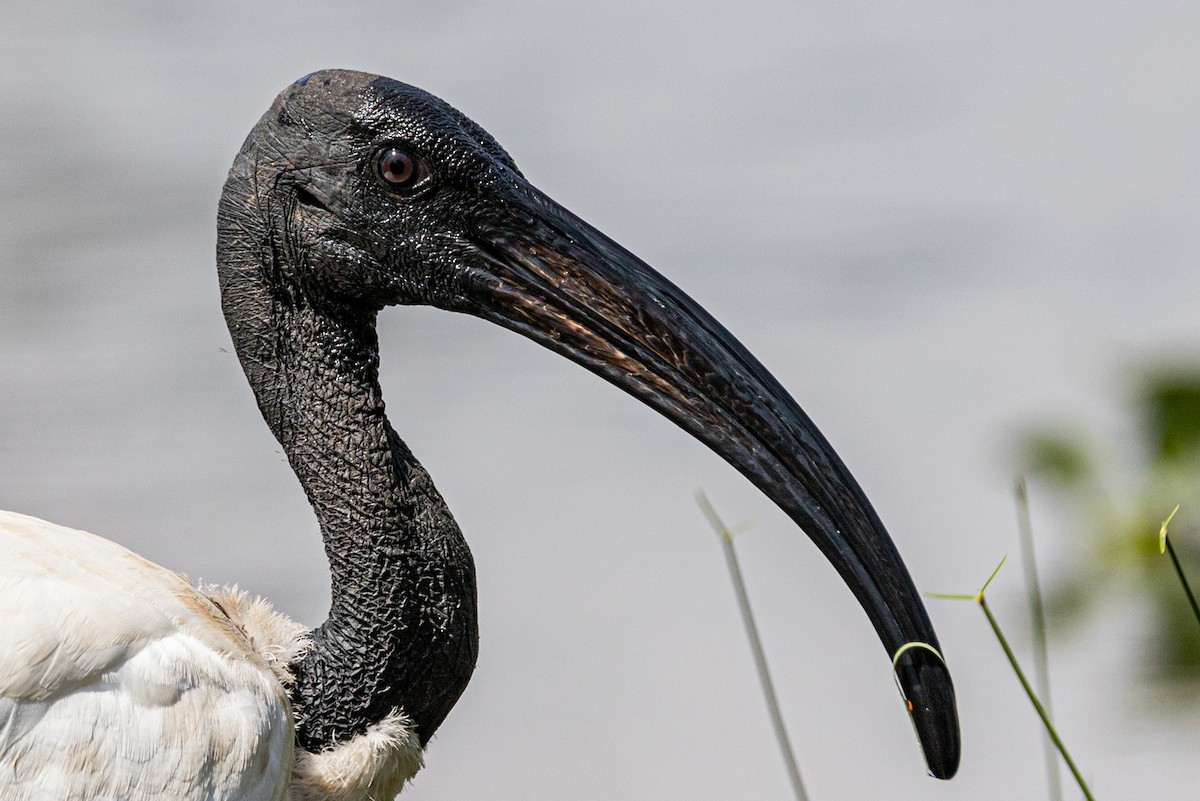 ibis posvátný - ML369184471