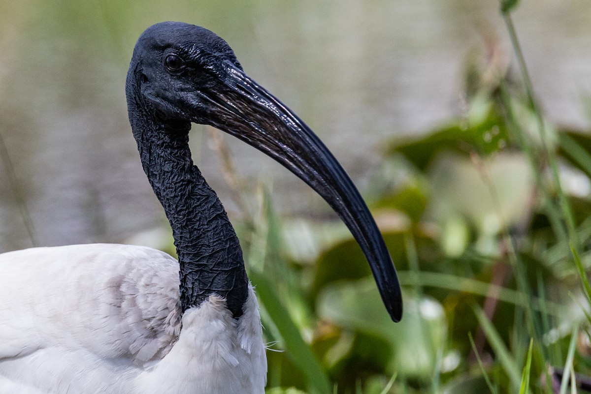 ibis posvátný - ML369184521