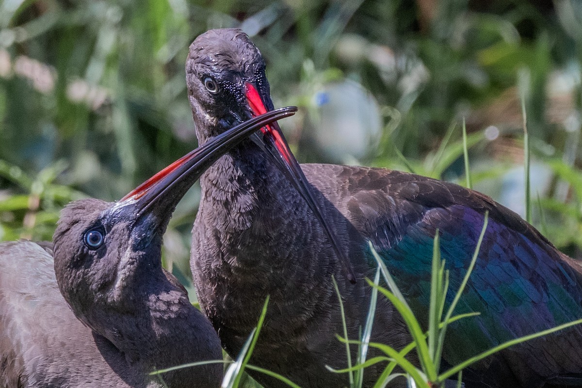 Hadada Ibis - ML369184661