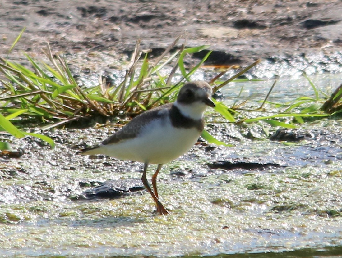 Semipalmated Plover - ML369184691