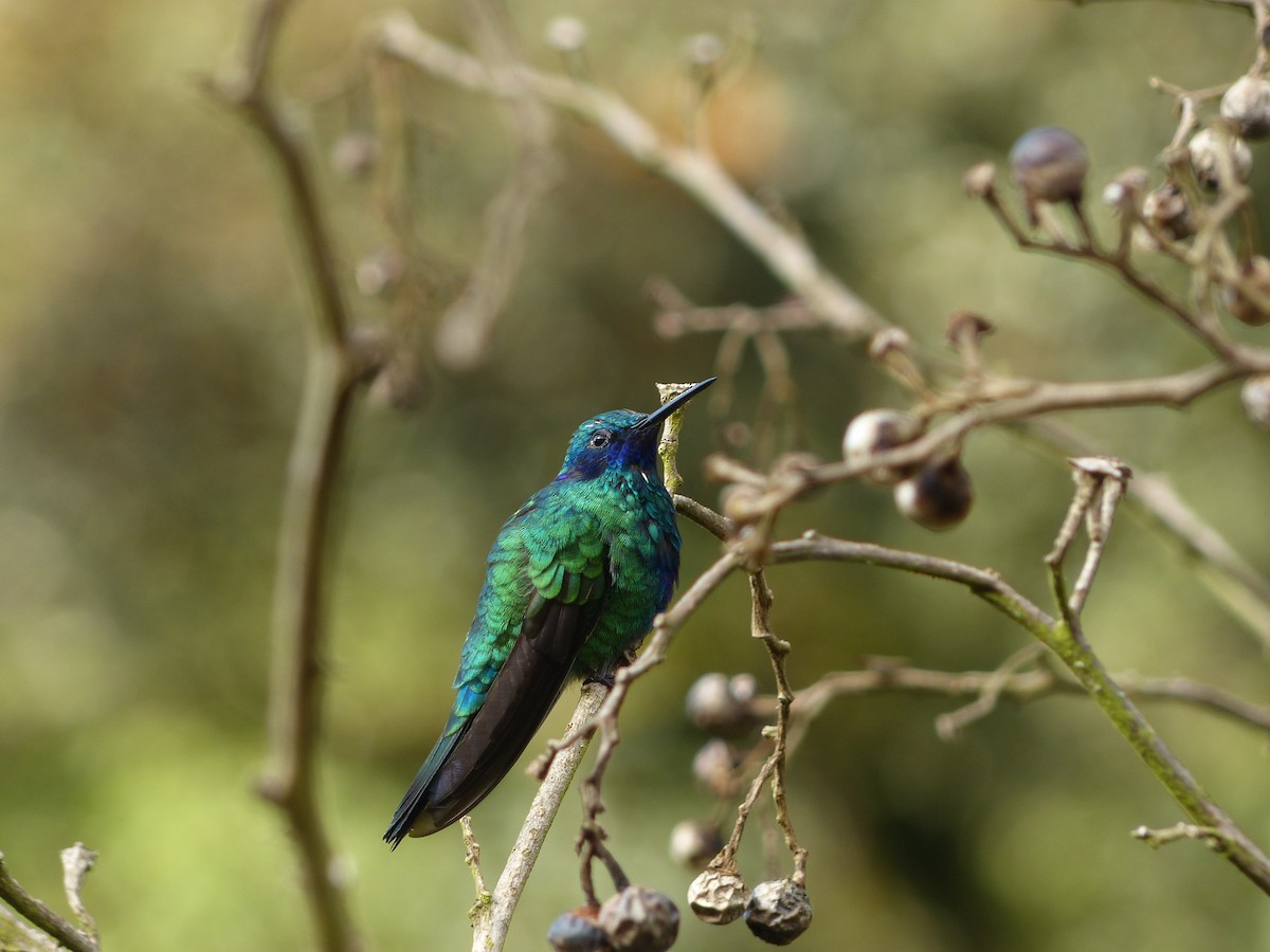 fiolørekolibri - ML369186371