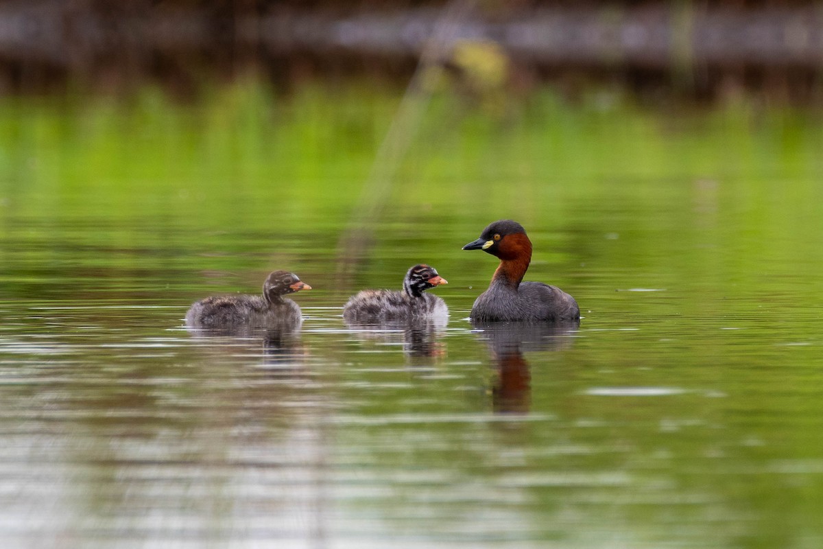 Little Grebe - ML369186421