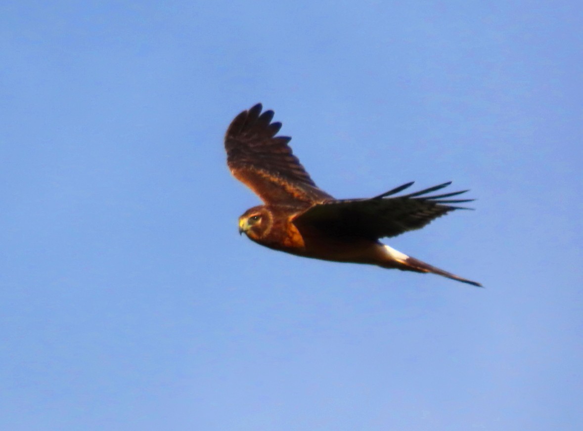 Northern Harrier - Patricia Lalonde