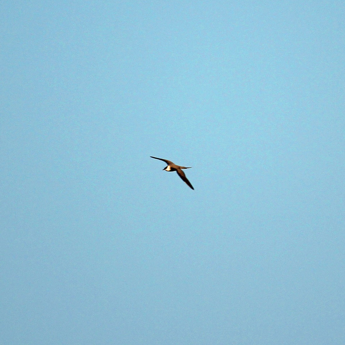 Long-tailed Jaeger - ML369187581