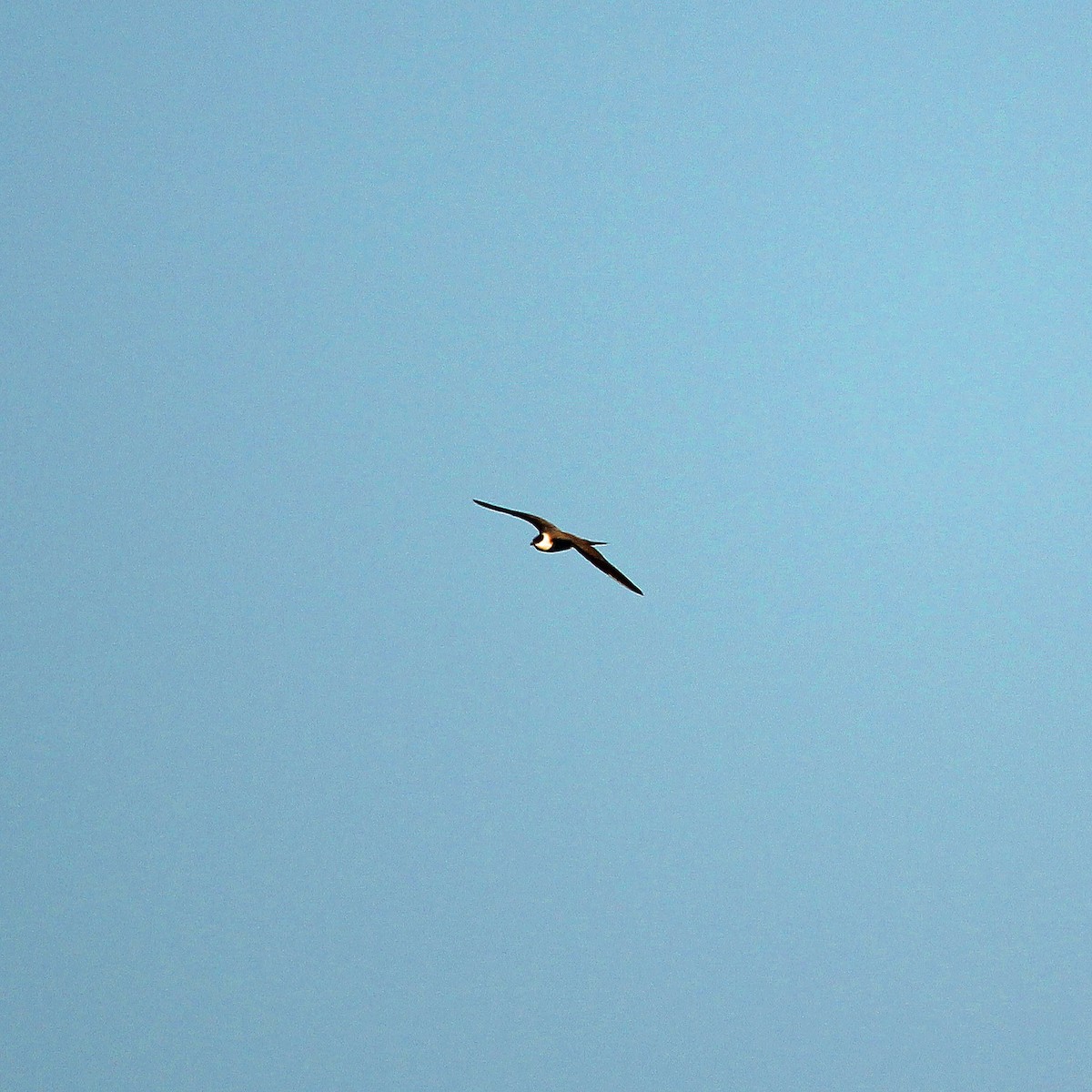 Long-tailed Jaeger - Ken Murphy