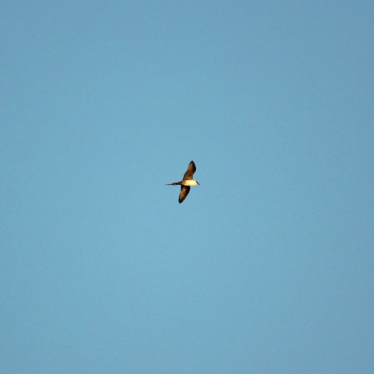 Long-tailed Jaeger - ML369187781