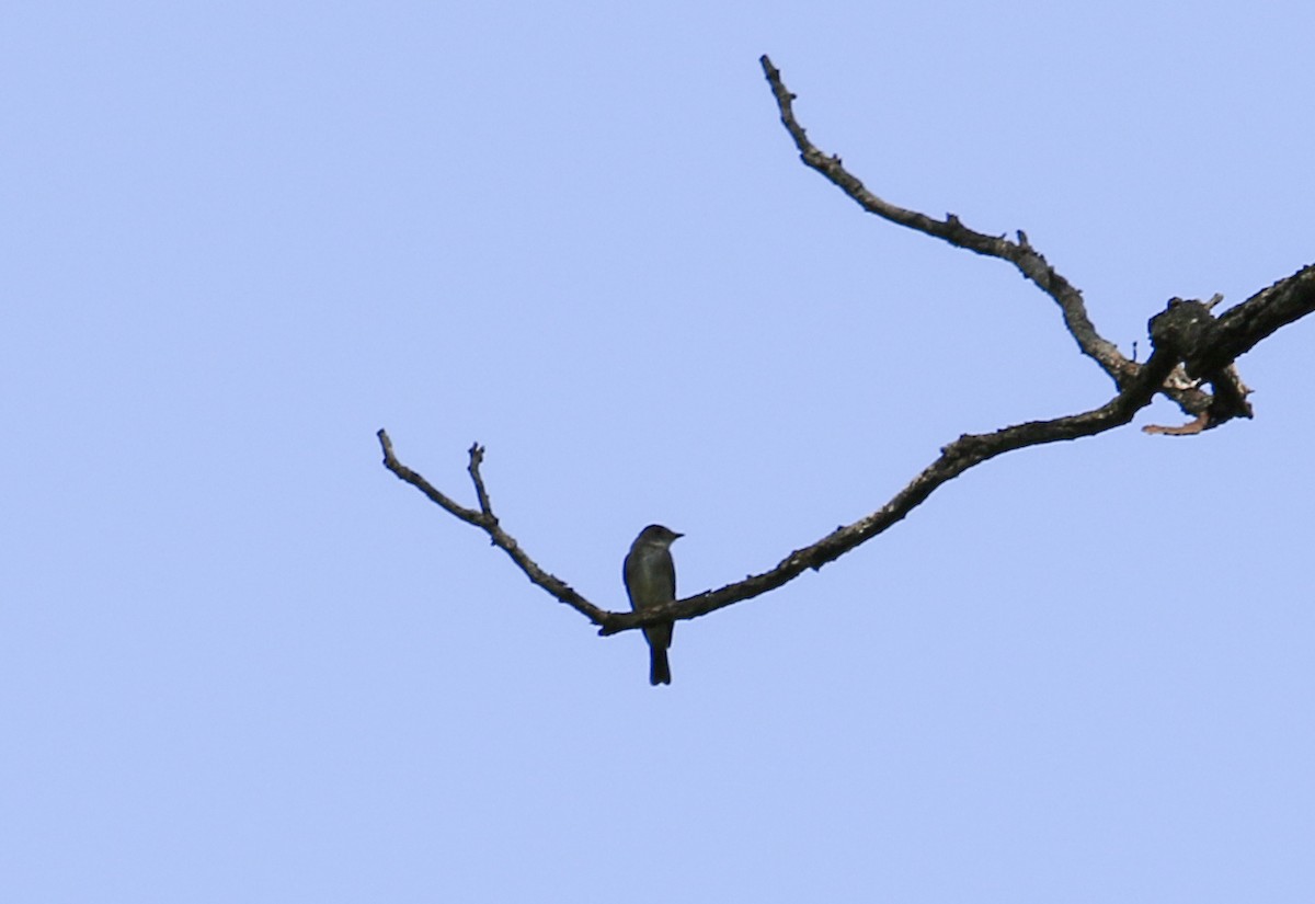 Olive-sided Flycatcher - ML369187851