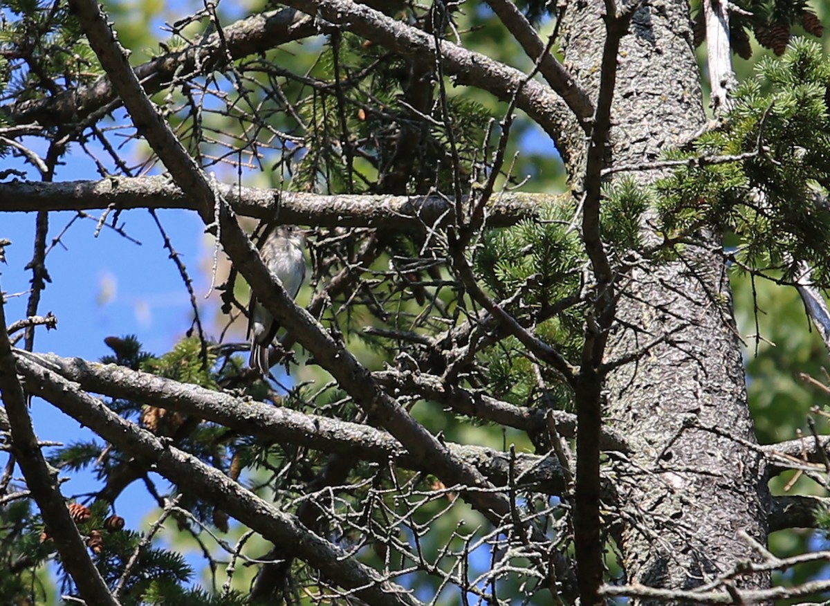 Olive-sided Flycatcher - ML369187861