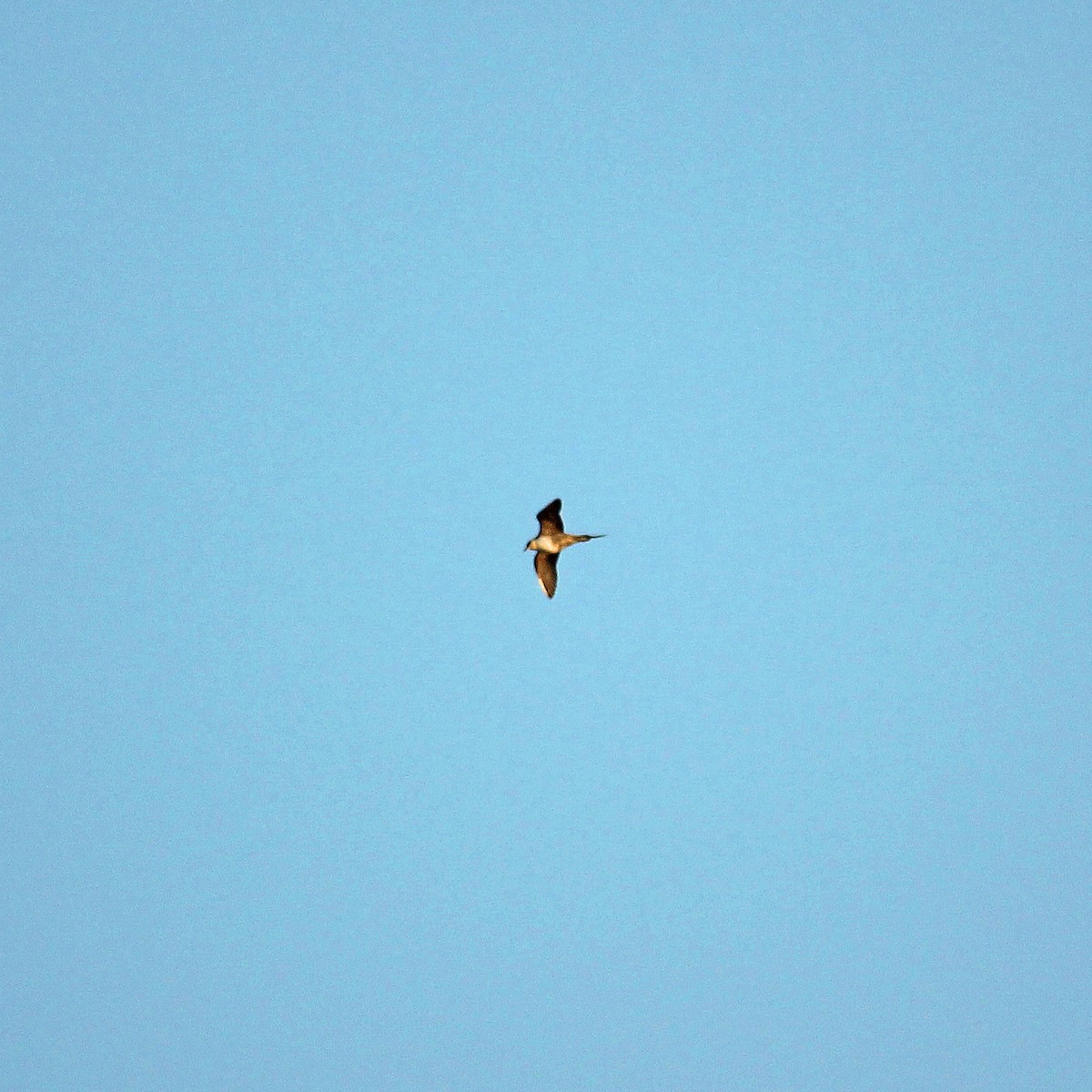 Long-tailed Jaeger - ML369187951