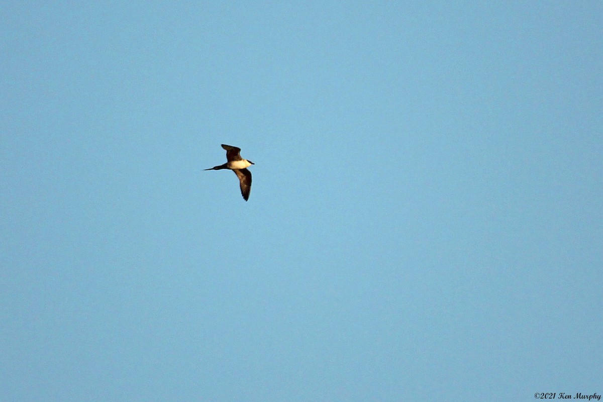 Long-tailed Jaeger - ML369188091