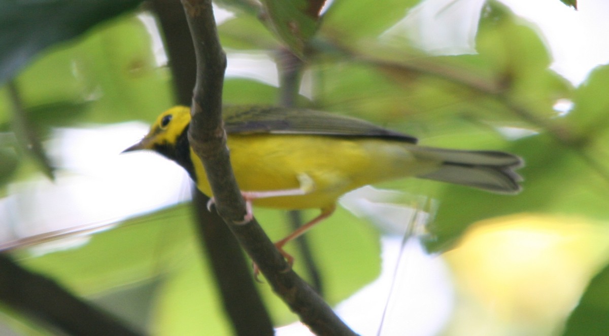 Hooded Warbler - ML369192891