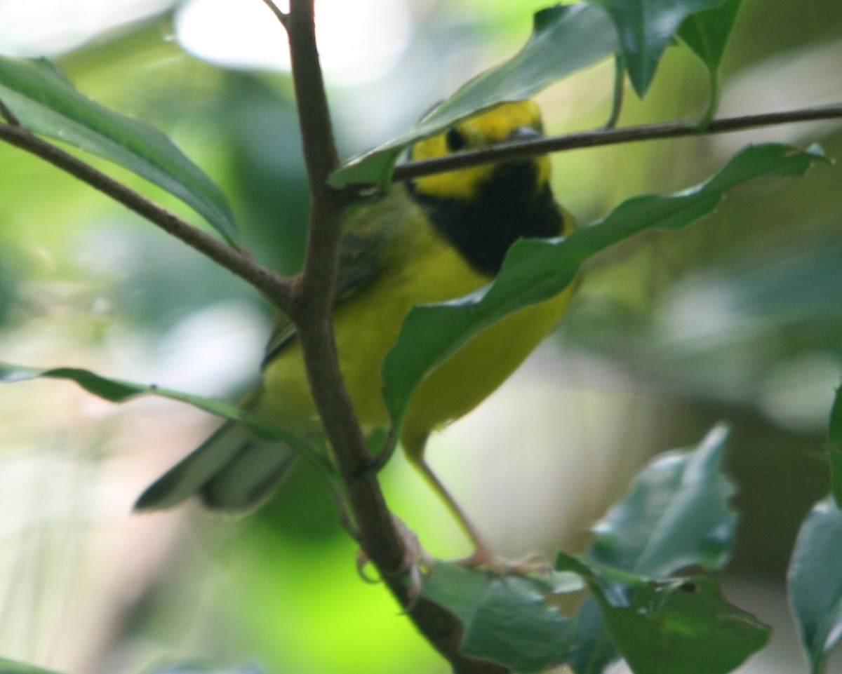 Hooded Warbler - ML369192911