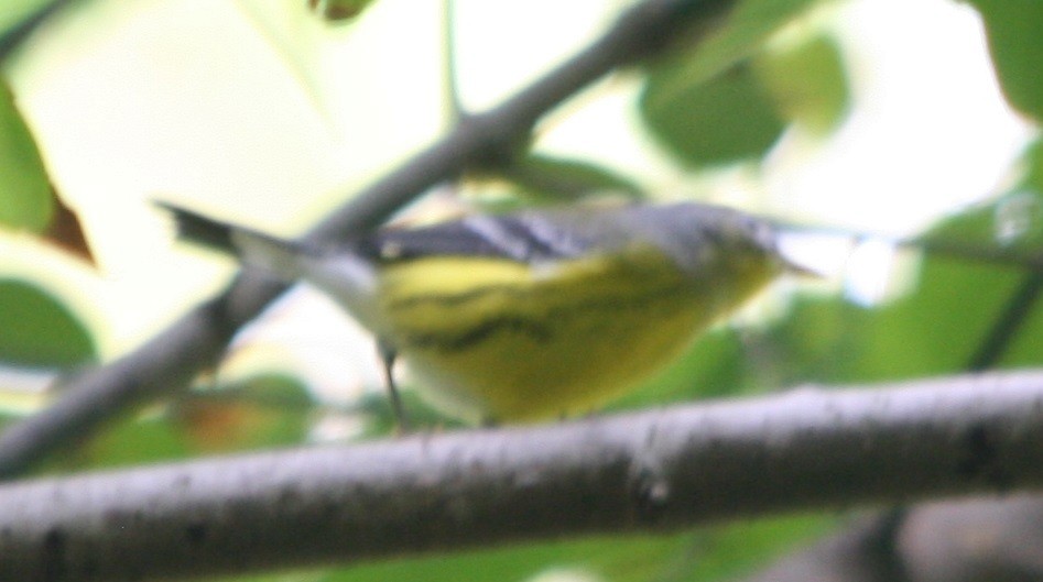 Magnolia Warbler - ML369193021