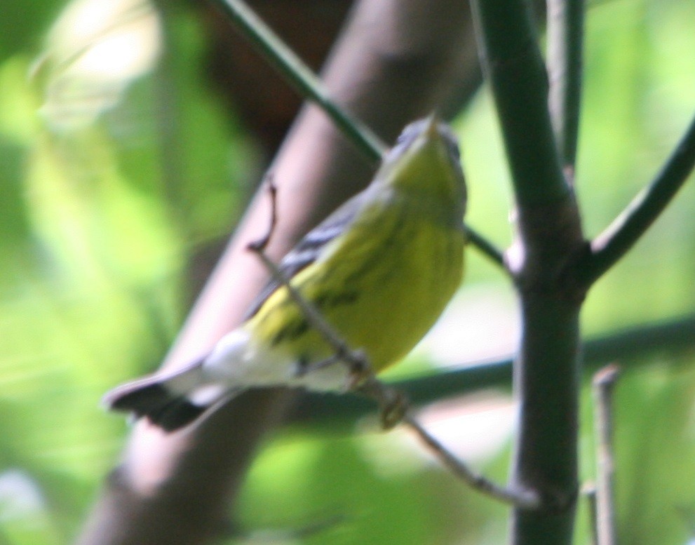 Magnolia Warbler - ML369193031