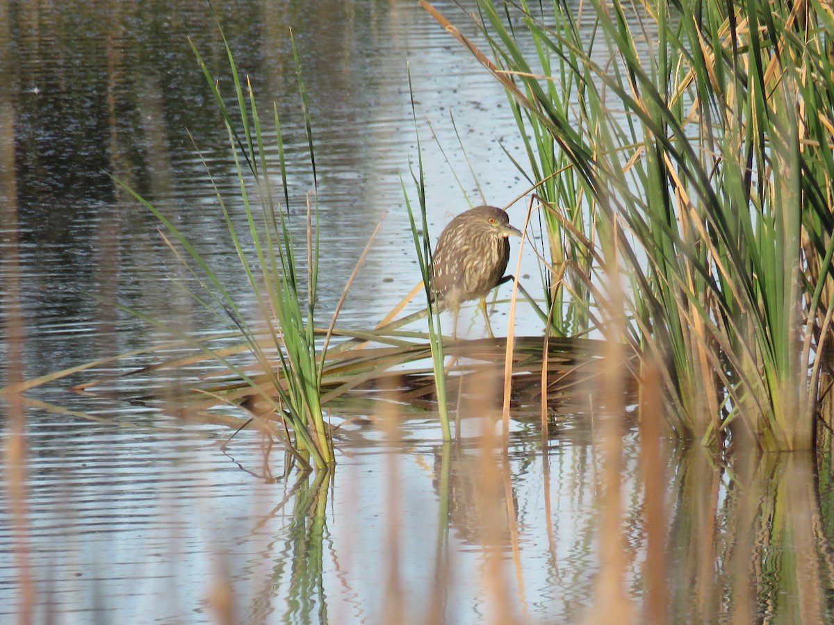 Black-crowned Night Heron - ML36919341