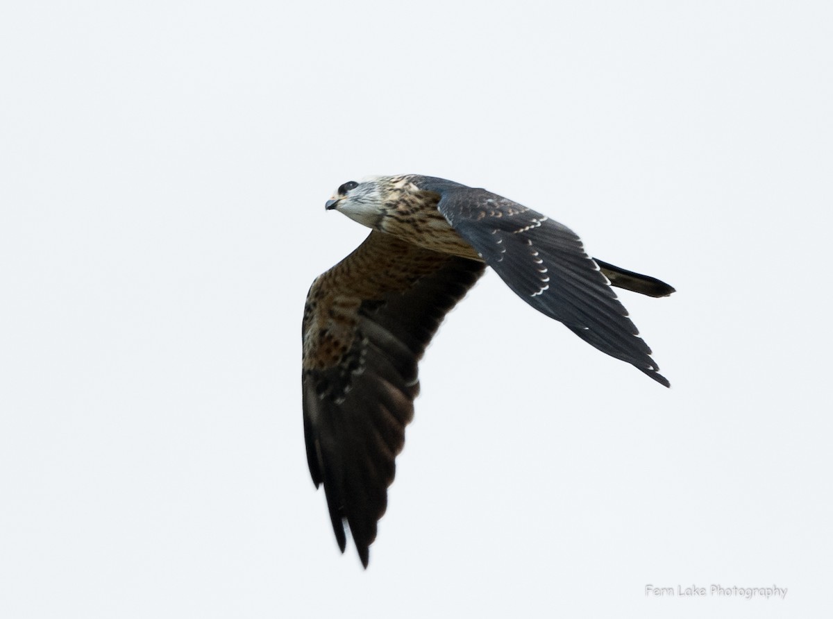 Mississippi Kite - ML369193521