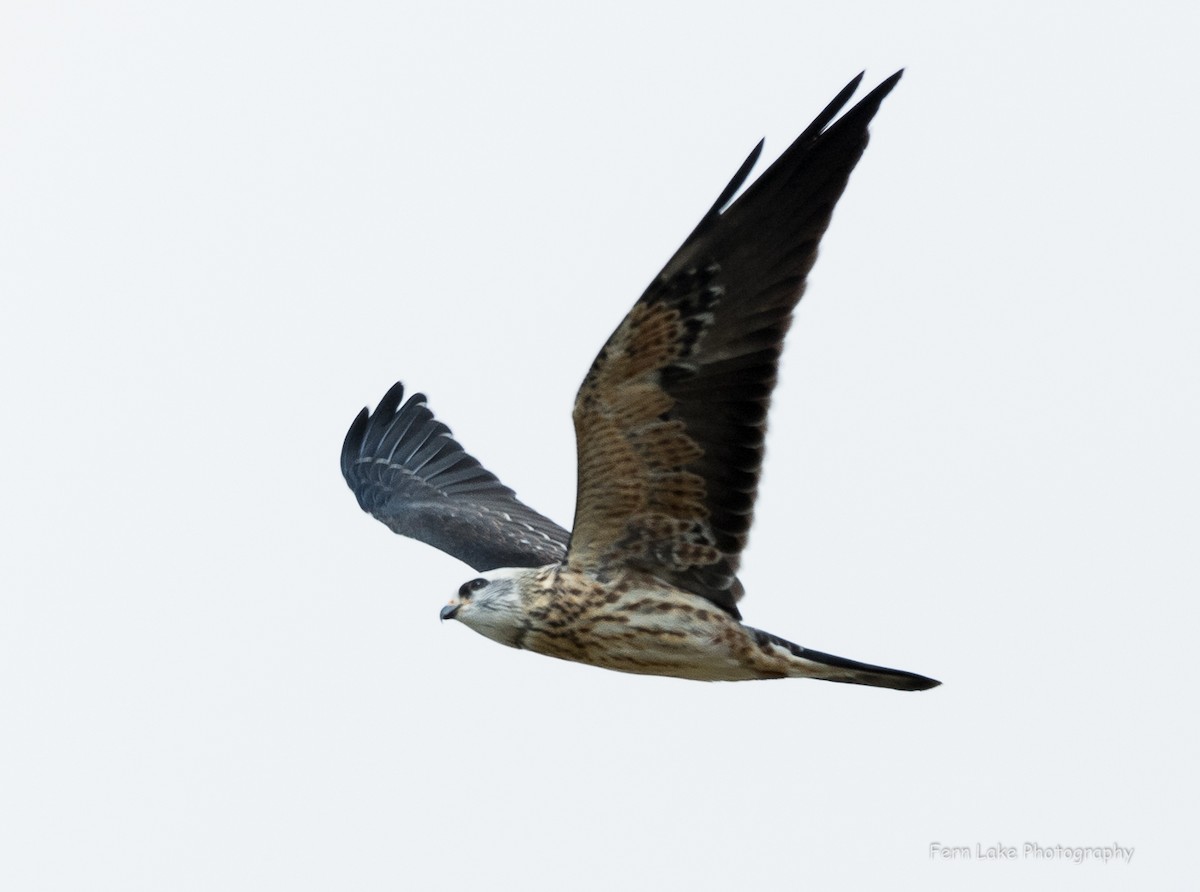 Mississippi Kite - Kevin Rutherford