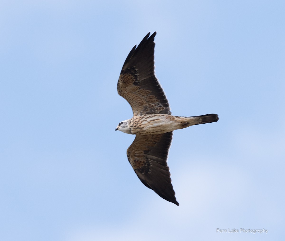 Mississippi Kite - ML369193541