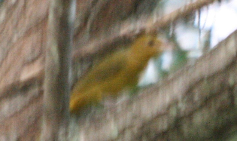 Summer Tanager - ML369193591