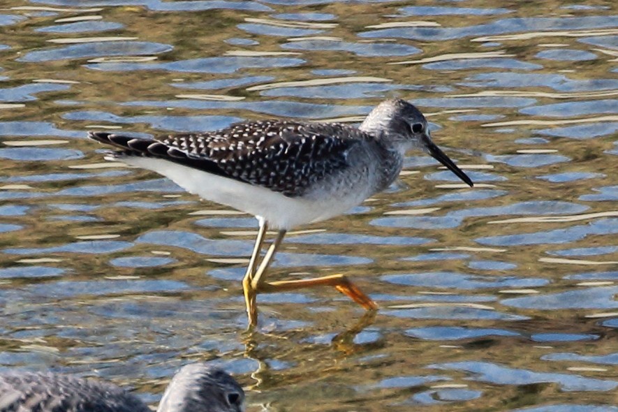 Lesser Yellowlegs - ML369194071