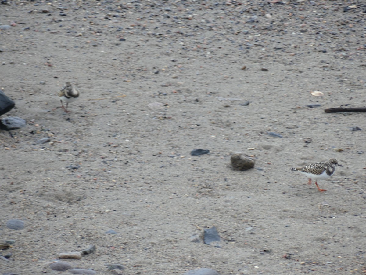 Ruddy Turnstone - ML369194671