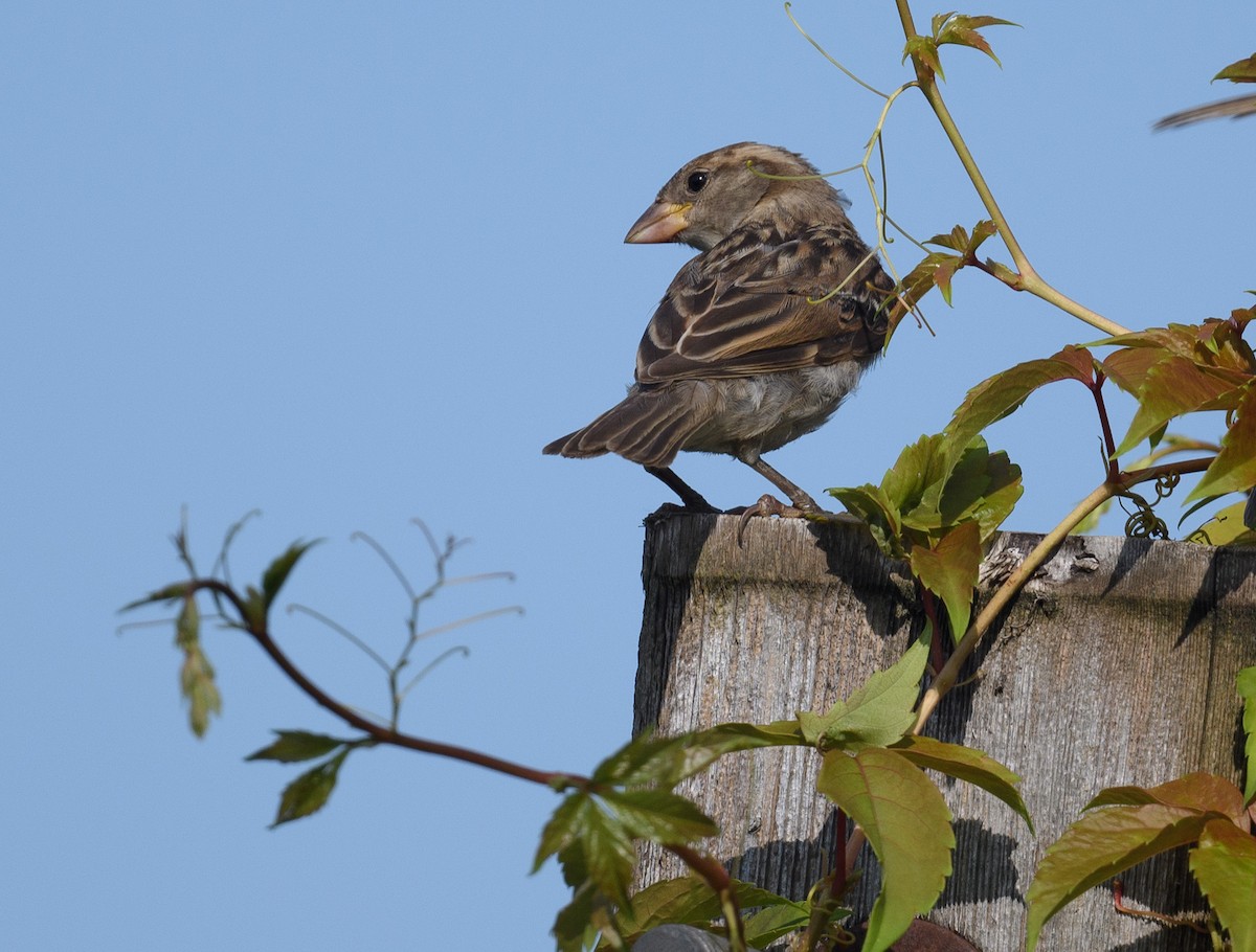 House Sparrow - ML369196891