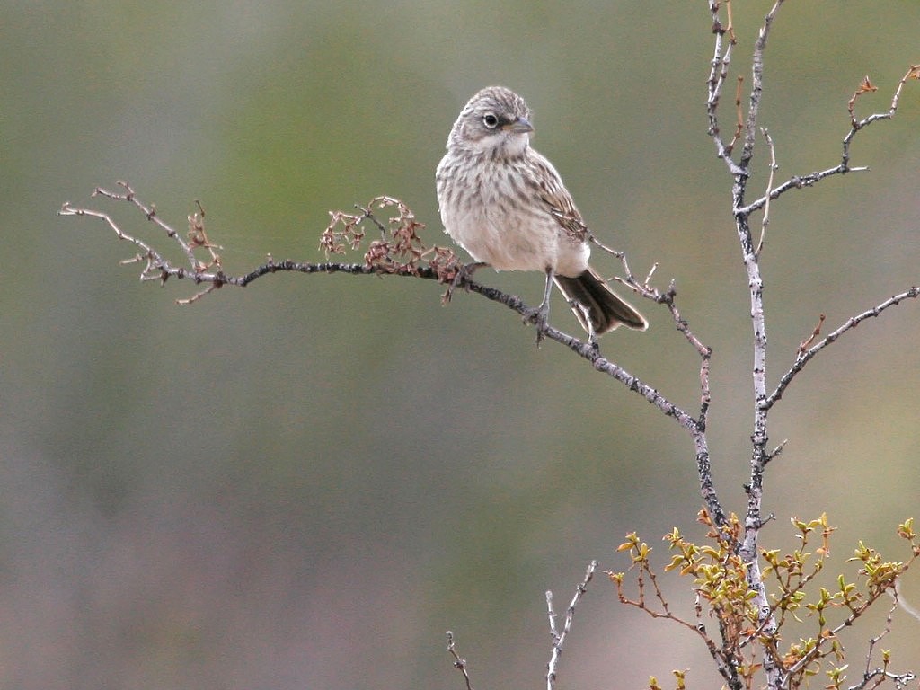 Sagebrush/Bell's Sparrow (Sage Sparrow) - ML369198391