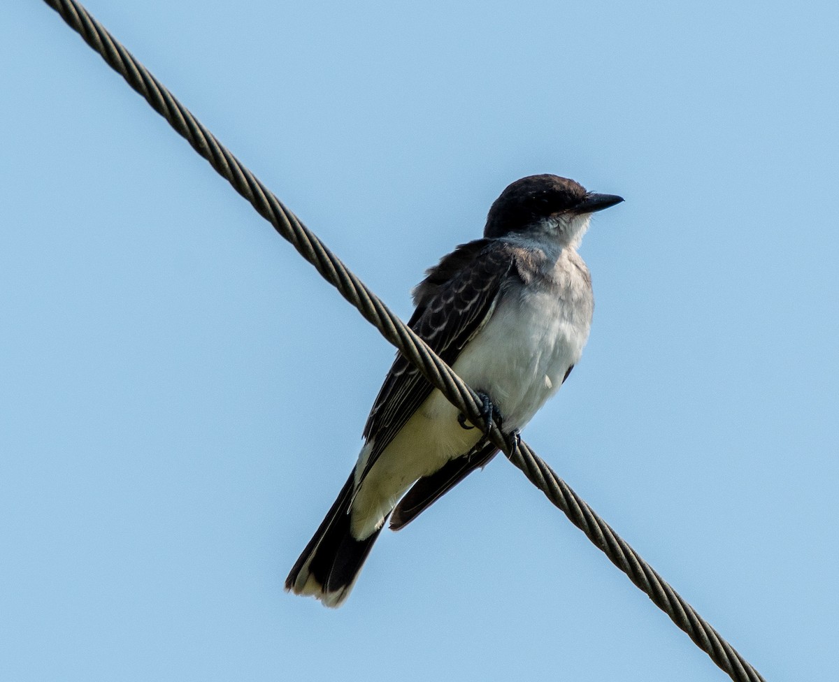 Eastern Kingbird - ML369198491