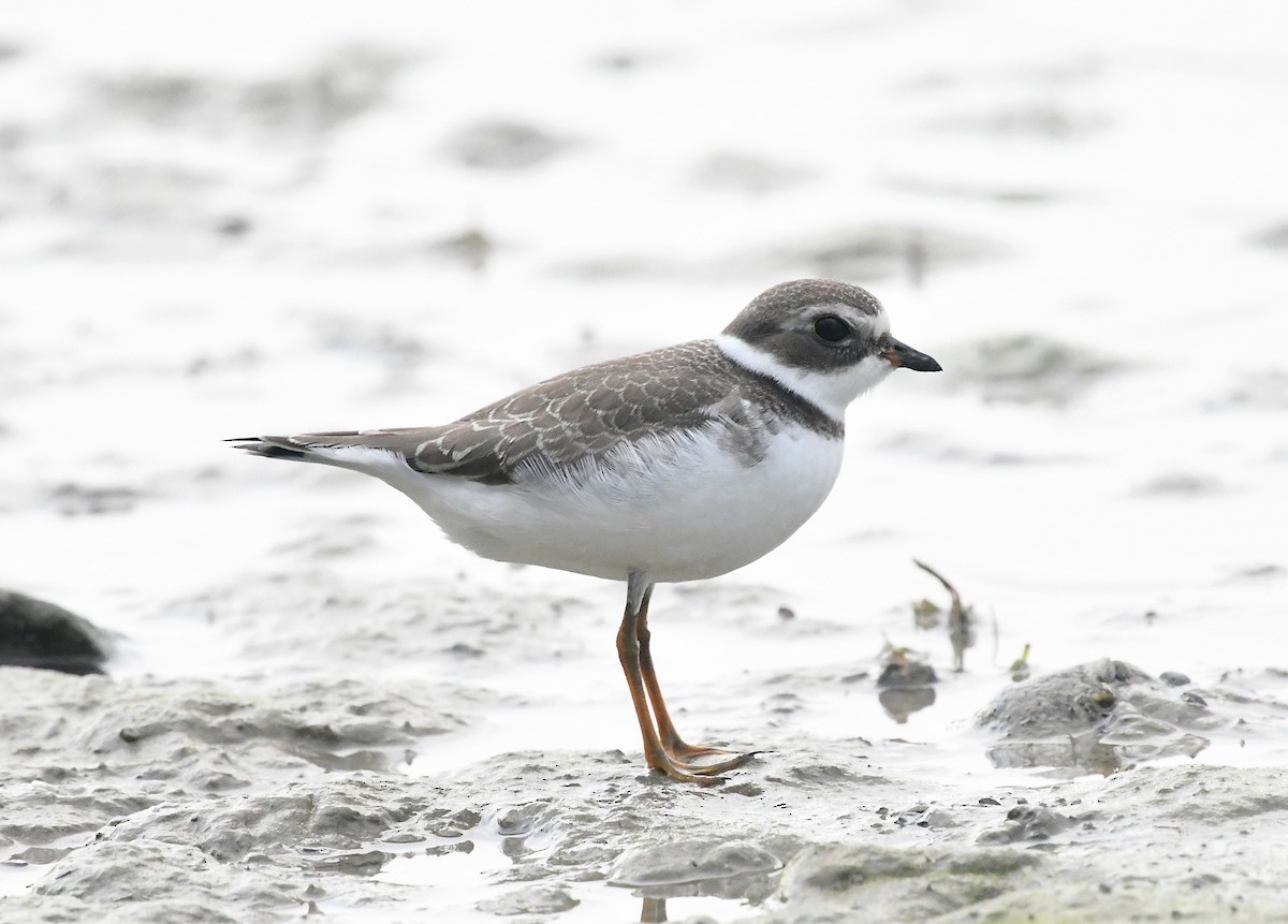 Semipalmated Plover - ML369199481