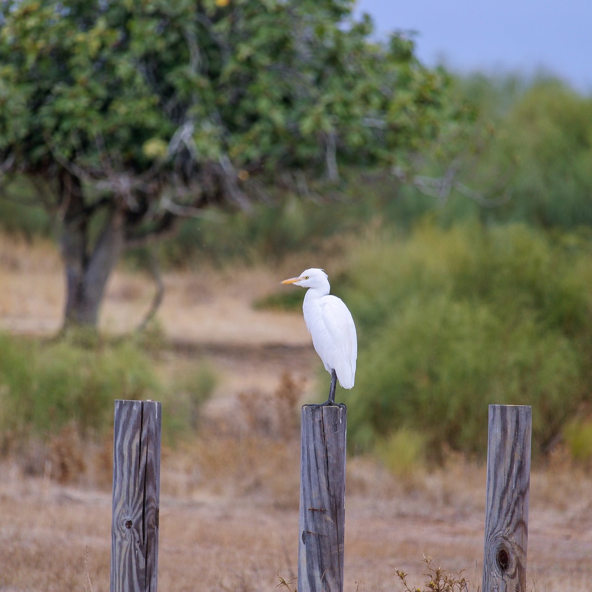 Western Cattle Egret - ML369199811